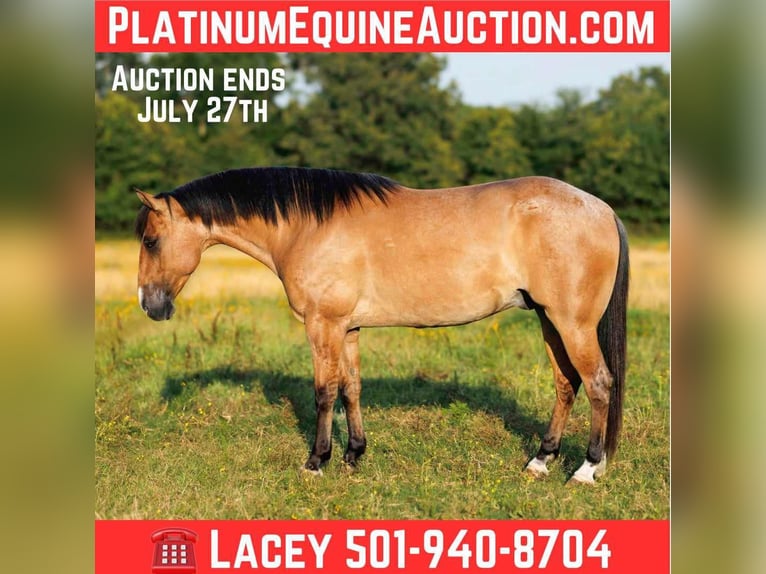 American Quarter Horse Wallach 7 Jahre 150 cm Falbe in Quitman AR