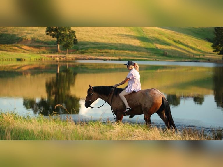 American Quarter Horse Wallach 7 Jahre 150 cm Falbe in Quitman AR