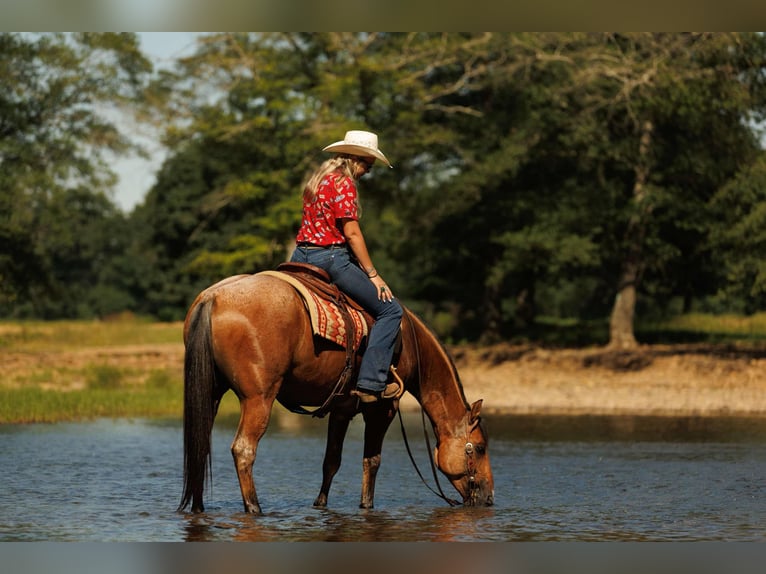 American Quarter Horse Wallach 7 Jahre 150 cm Falbe in Quitman AR