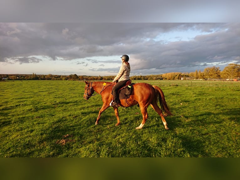 American Quarter Horse Wallach 7 Jahre 150 cm Fuchs in Mülheim an der Ruhr