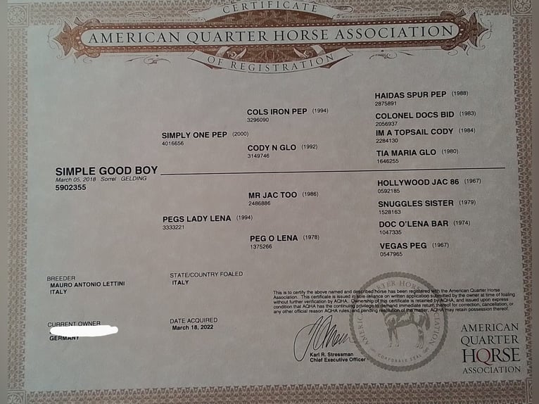 American Quarter Horse Wallach 7 Jahre 150 cm Fuchs in Mülheim an der Ruhr