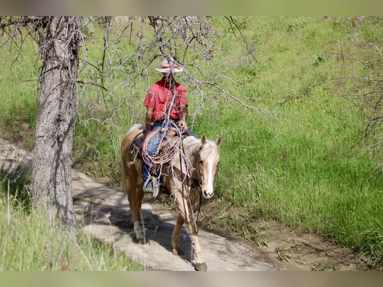 American Quarter Horse Wallach 7 Jahre 150 cm Palomino in Tres Pinos