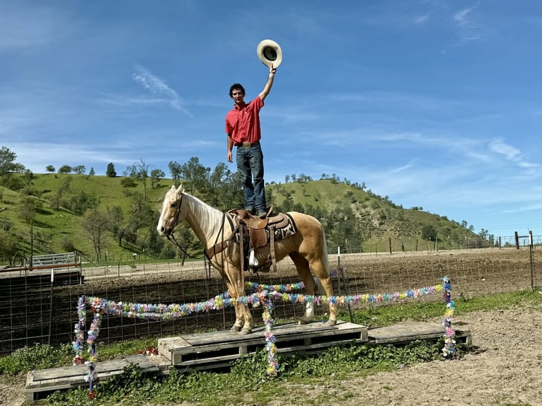 American Quarter Horse Wallach 7 Jahre 150 cm Palomino in Tres Pinos
