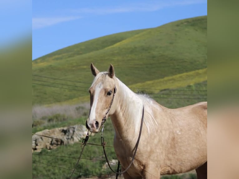 American Quarter Horse Wallach 7 Jahre 150 cm Palomino in Tres Pinos