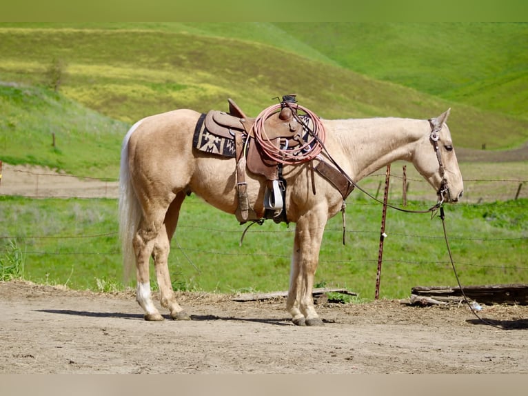 American Quarter Horse Wallach 7 Jahre 150 cm Palomino in Tres Pinos