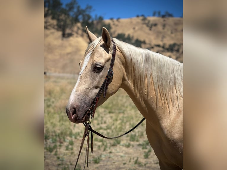 American Quarter Horse Wallach 7 Jahre 150 cm Palomino in Paso Robles CA