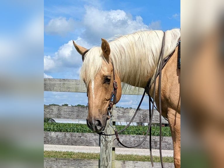 American Quarter Horse Wallach 7 Jahre 150 cm Palomino in Winchester, OH