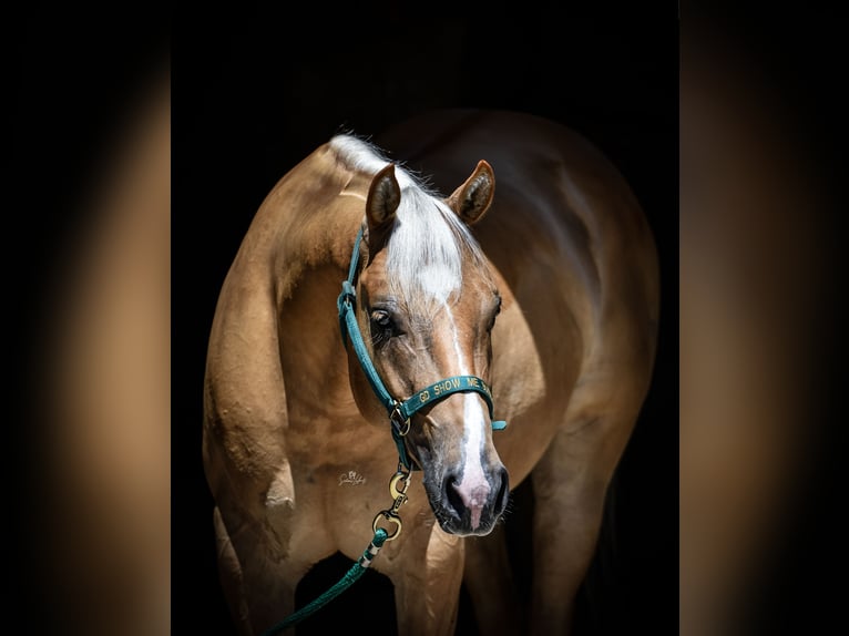 American Quarter Horse Wallach 7 Jahre 150 cm Palomino in Neumarkt