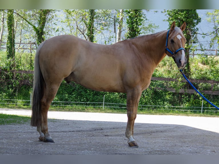 American Quarter Horse Wallach 7 Jahre 150 cm Palomino in Neumarkt