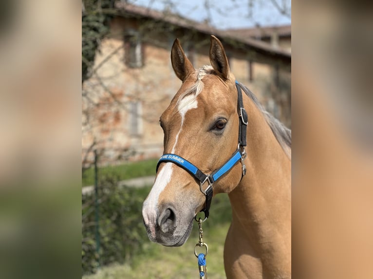 American Quarter Horse Wallach 7 Jahre 150 cm Palomino in Neumarkt