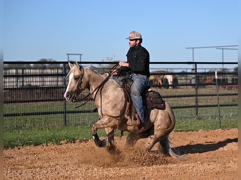 American Quarter Horse Wallach 7 Jahre 150 cm Palomino in Waco, TX