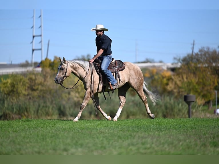 American Quarter Horse Wallach 7 Jahre 150 cm Palomino in Waco, TX