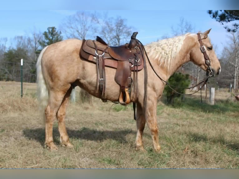 American Quarter Horse Wallach 7 Jahre 150 cm Palomino in Cherryville
