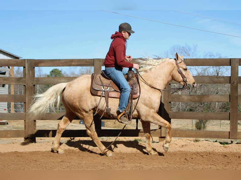 American Quarter Horse Wallach 7 Jahre 150 cm Palomino in Cherryville