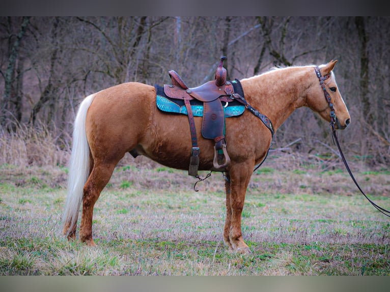 American Quarter Horse Wallach 7 Jahre 150 cm Palomino in Flemingsburg Ky
