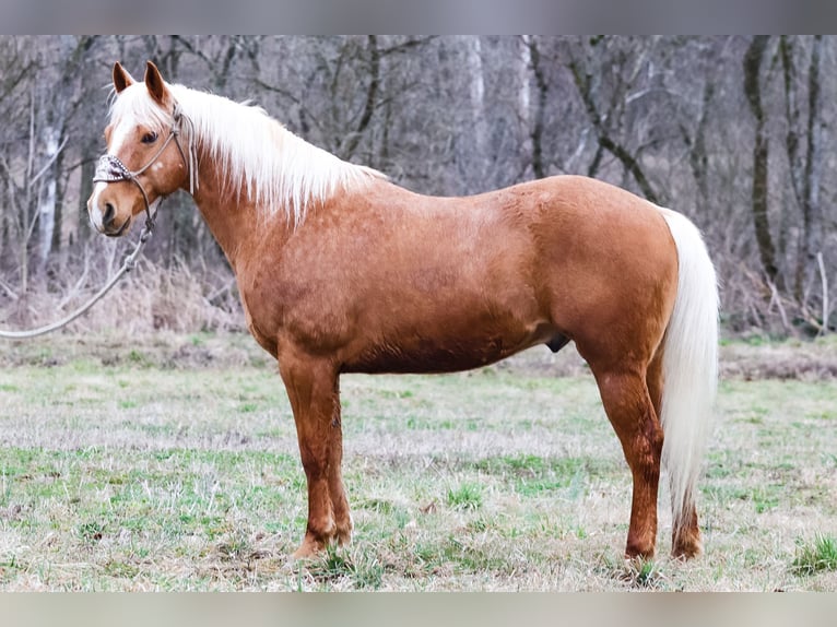 American Quarter Horse Wallach 7 Jahre 150 cm Palomino in Flemingsburg Ky