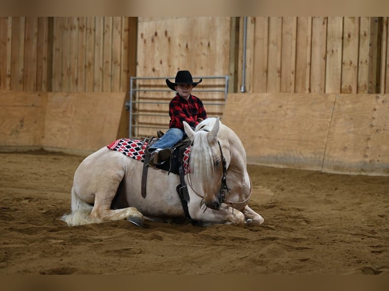 American Quarter Horse Wallach 7 Jahre 150 cm Palomino in Millersburg OH