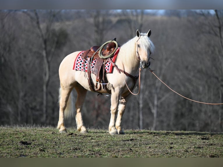 American Quarter Horse Wallach 7 Jahre 150 cm Palomino in Millersburg OH