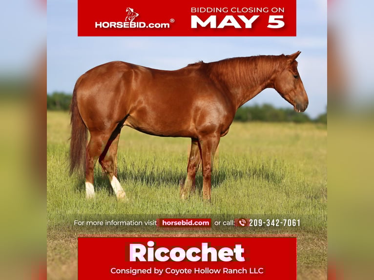 American Quarter Horse Wallach 7 Jahre 150 cm in Mount Vernon, TX