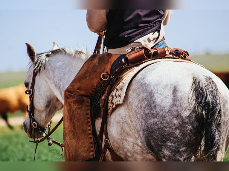 American Quarter Horse Wallach 7 Jahre 150 cm in Amarillo, TX