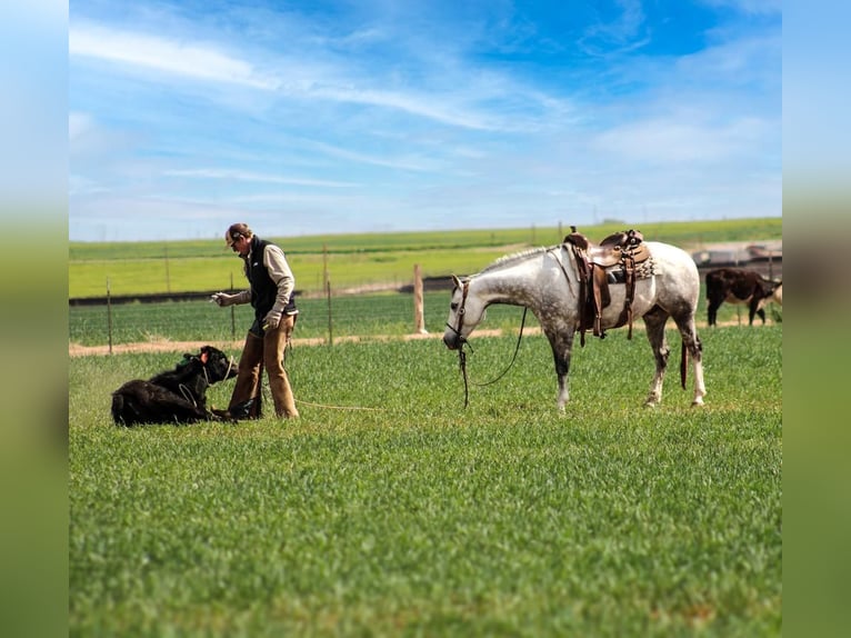 American Quarter Horse Wallach 7 Jahre 150 cm in Amarillo, TX
