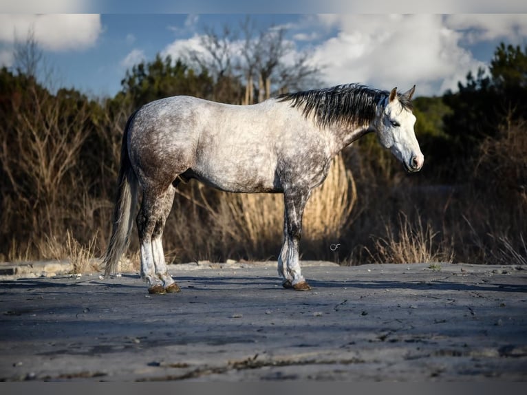 American Quarter Horse Wallach 7 Jahre 150 cm in Amarillo, TX