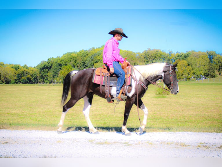 American Quarter Horse Wallach 7 Jahre 150 cm Rappe in FLEMINGSBURG, KY
