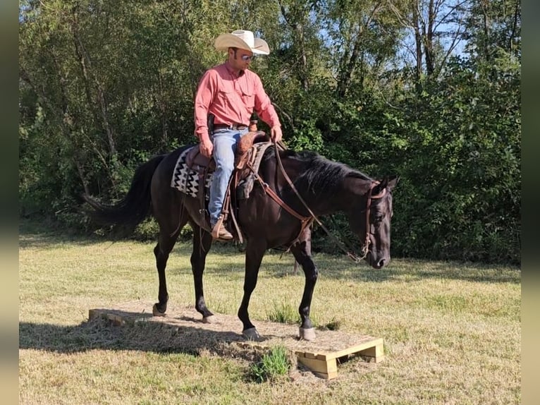 American Quarter Horse Wallach 7 Jahre 150 cm Rappe in Robards, KY
