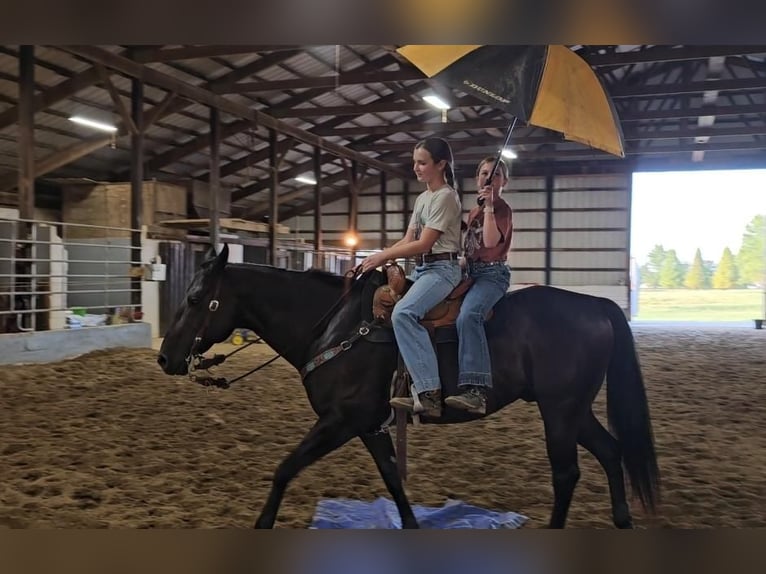 American Quarter Horse Wallach 7 Jahre 150 cm Rappe in Robards, KY