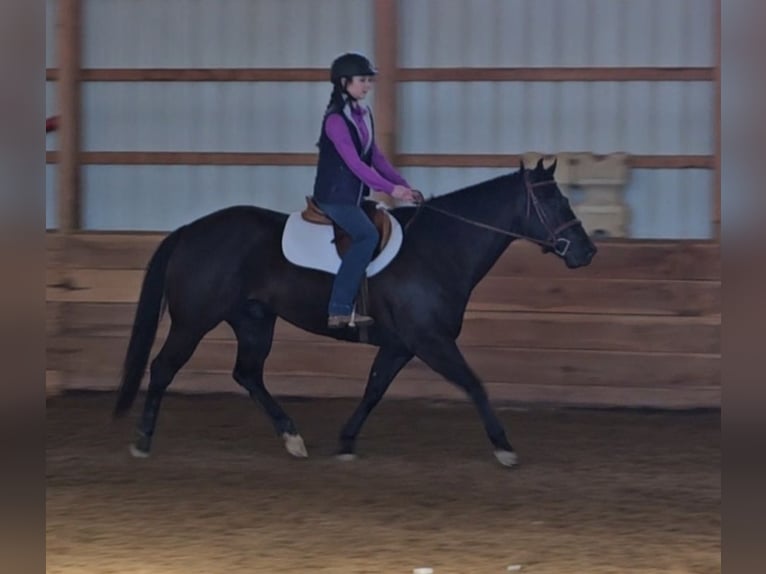 American Quarter Horse Wallach 7 Jahre 150 cm Rappe in Robards