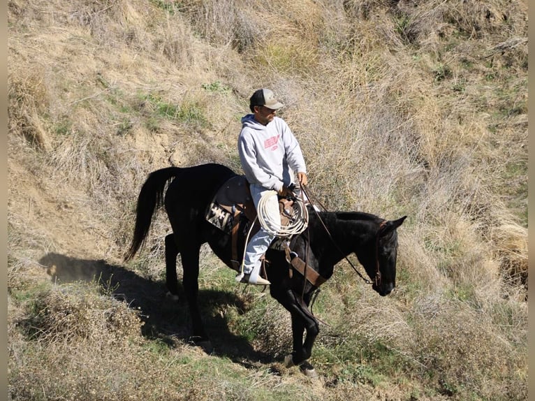 American Quarter Horse Wallach 7 Jahre 150 cm Rappe in Paicines CA