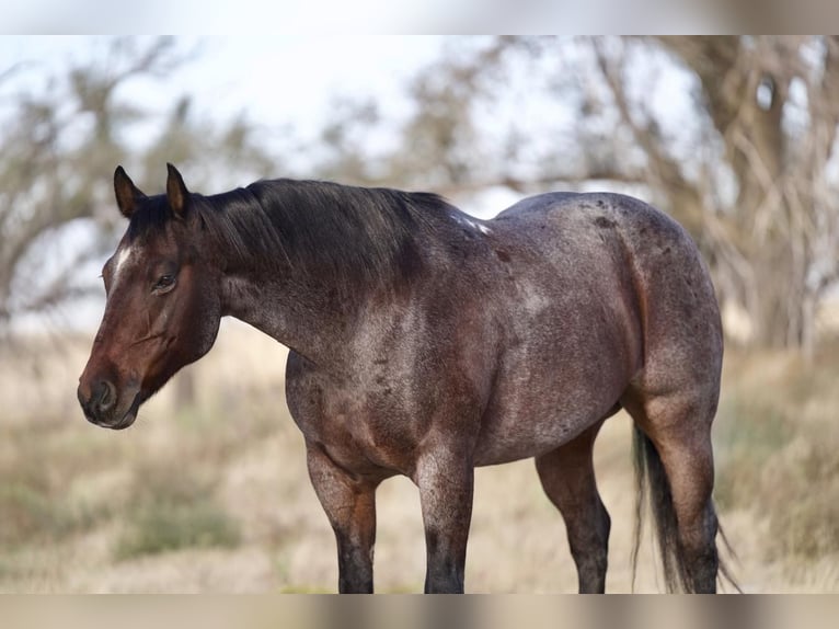 American Quarter Horse Wallach 7 Jahre 150 cm Roan-Bay in Canyon, TX