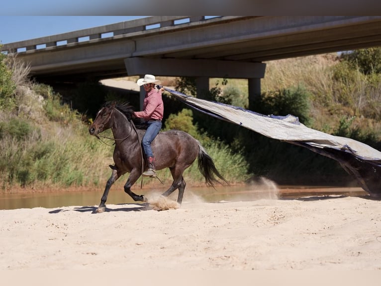 American Quarter Horse Wallach 7 Jahre 150 cm Roan-Bay in Canyon, TX