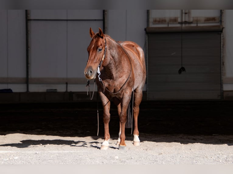 American Quarter Horse Wallach 7 Jahre 150 cm Roan-Red in Saint Anthony