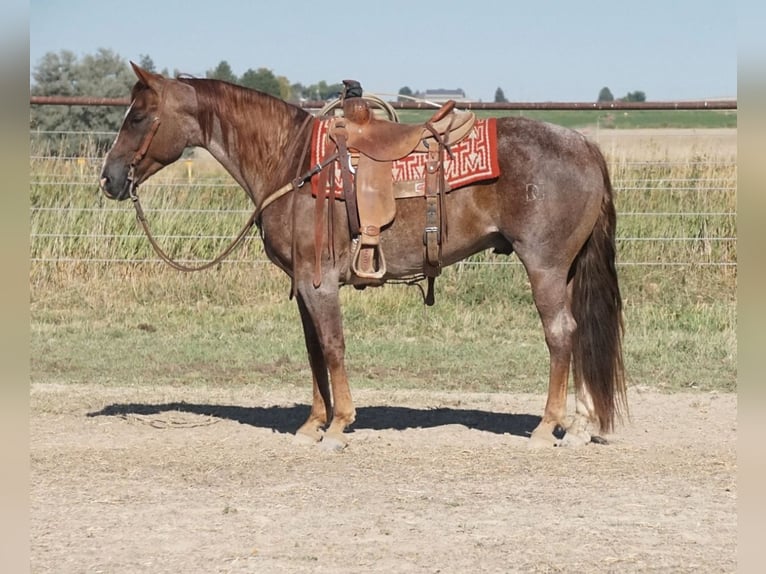 American Quarter Horse Wallach 7 Jahre 150 cm Roan-Red in Kimberly