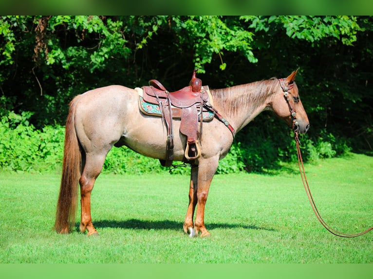 American Quarter Horse Wallach 7 Jahre 150 cm Roan-Red in Flemingsburg KY