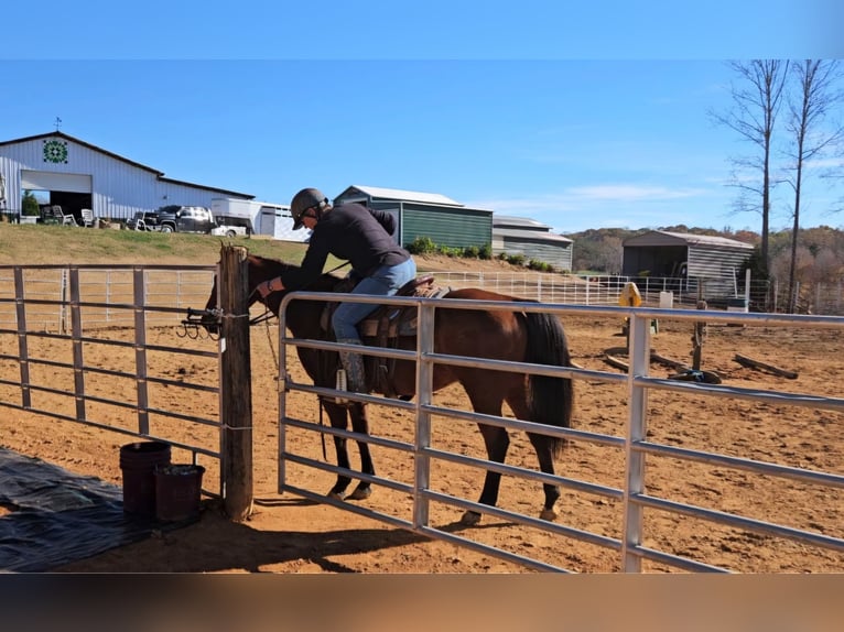 American Quarter Horse Wallach 7 Jahre 150 cm Rotbrauner in King, NC