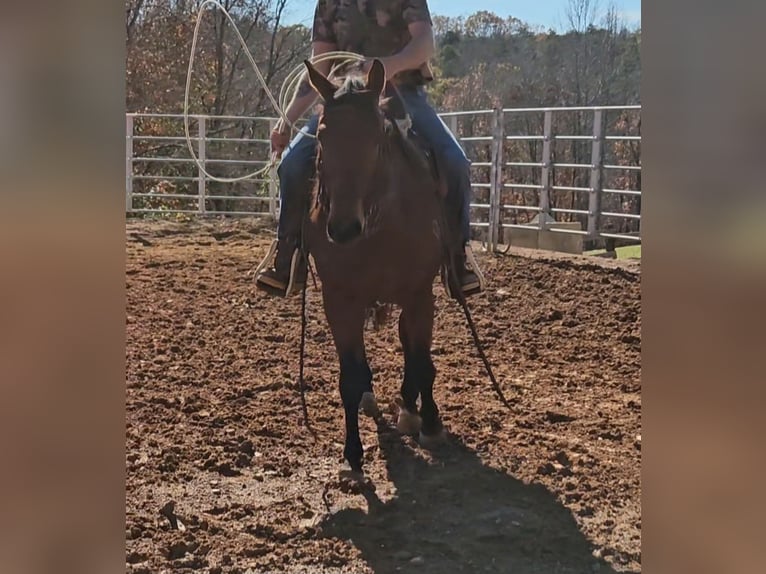 American Quarter Horse Wallach 7 Jahre 150 cm Rotbrauner in King, NC