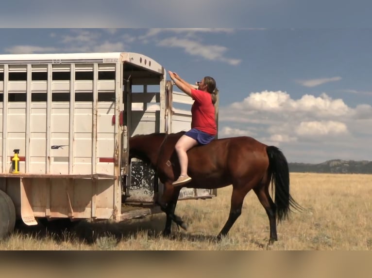 American Quarter Horse Wallach 7 Jahre 150 cm Rotbrauner in King, NC