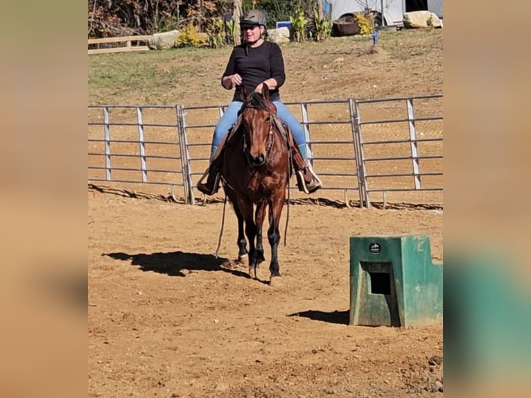 American Quarter Horse Wallach 7 Jahre 150 cm Rotbrauner in King, NC