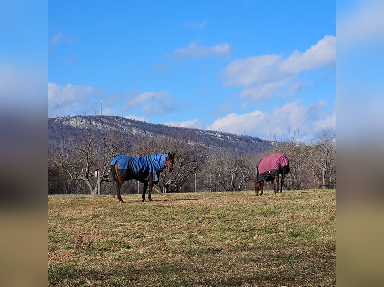 American Quarter Horse Wallach 7 Jahre 150 cm Rotbrauner in King, NC