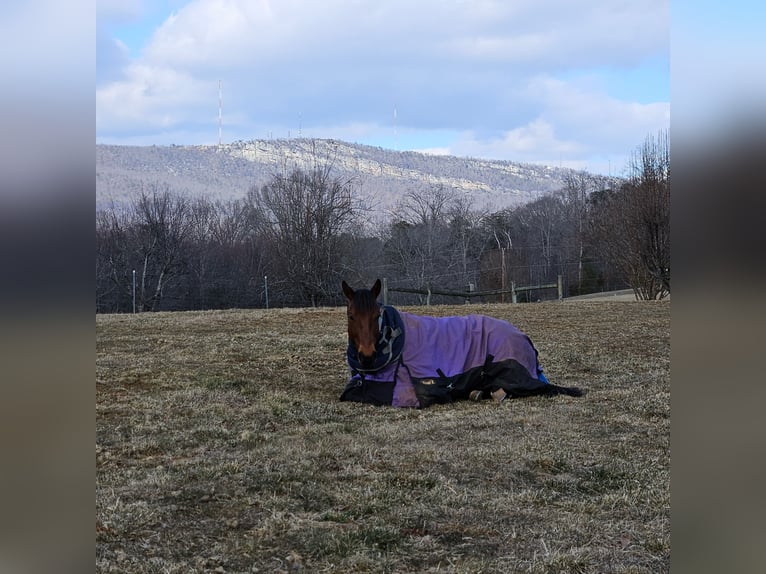 American Quarter Horse Wallach 7 Jahre 150 cm Rotbrauner in King, NC