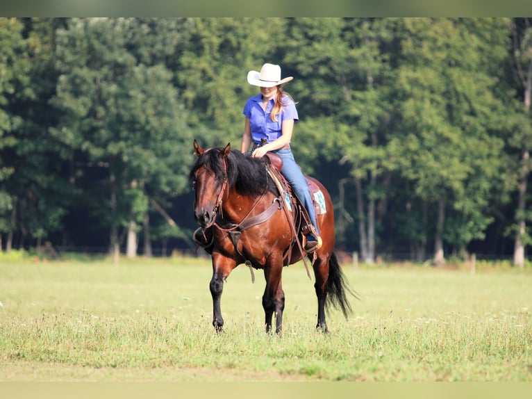 American Quarter Horse Wallach 7 Jahre 150 cm Rotbrauner in Clarion