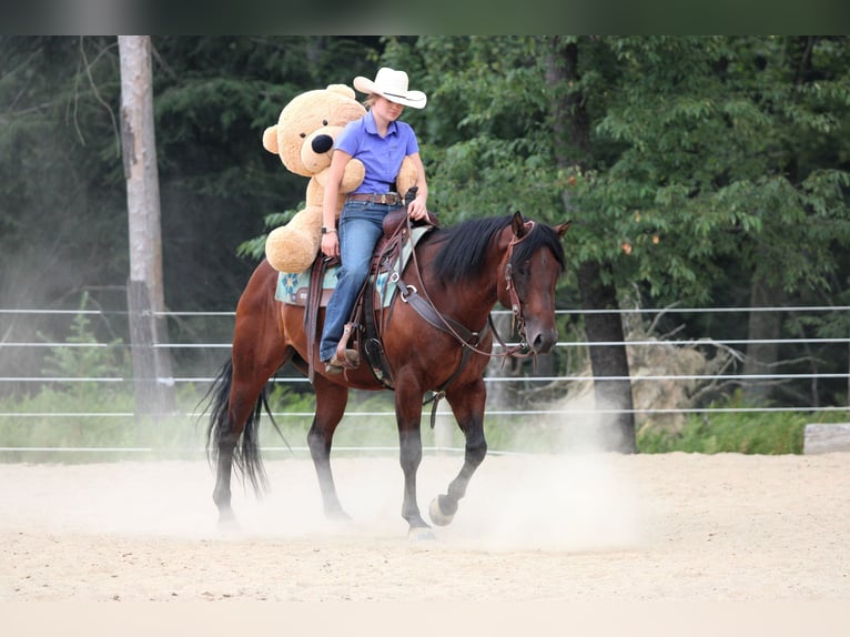 American Quarter Horse Wallach 7 Jahre 150 cm Rotbrauner in Clarion