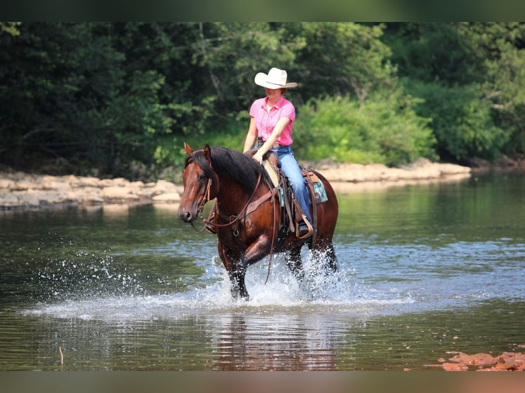 American Quarter Horse Wallach 7 Jahre 150 cm Rotbrauner in Clarion
