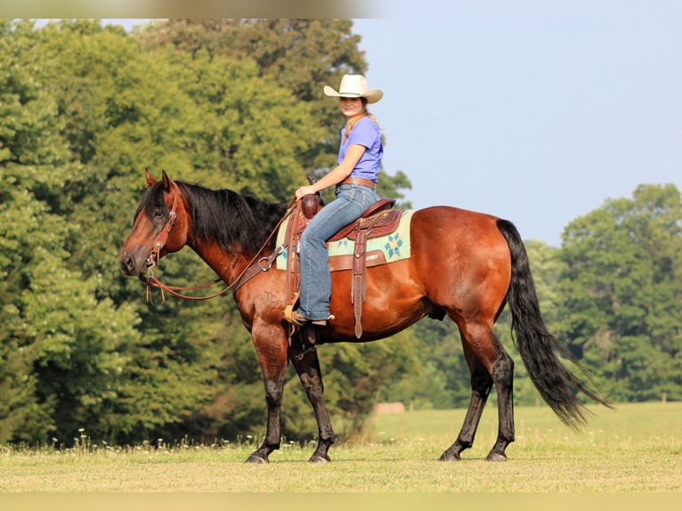 American Quarter Horse Wallach 7 Jahre 150 cm Rotbrauner in Clarion
