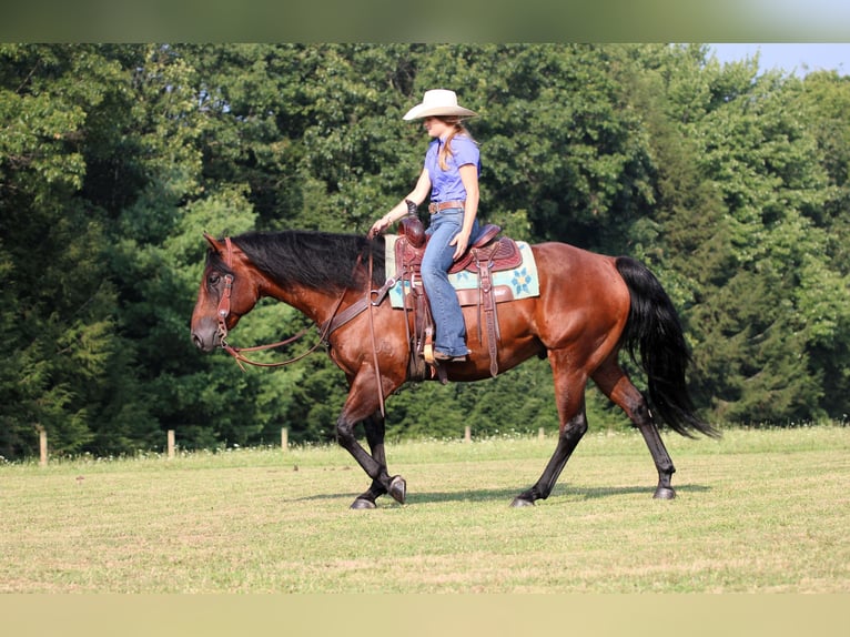 American Quarter Horse Wallach 7 Jahre 150 cm Rotbrauner in Clarion