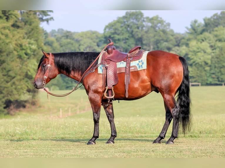 American Quarter Horse Wallach 7 Jahre 150 cm Rotbrauner in Clarion