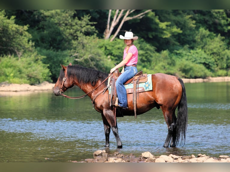 American Quarter Horse Wallach 7 Jahre 150 cm Rotbrauner in Clarion