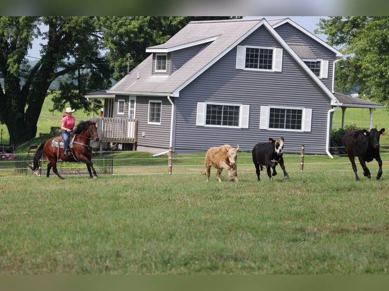 American Quarter Horse Wallach 7 Jahre 150 cm Rotbrauner in Clarion